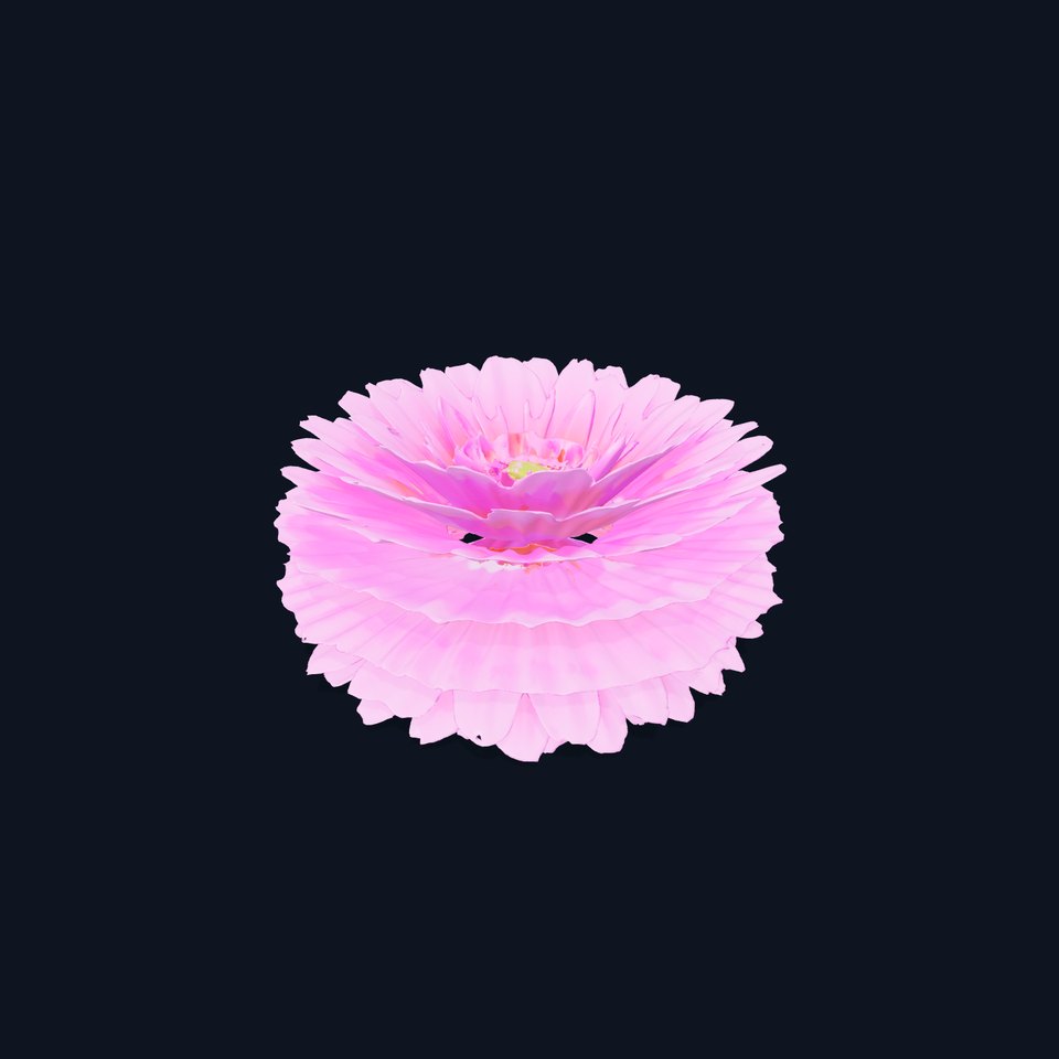 Pink Dahlia Bloom model pack